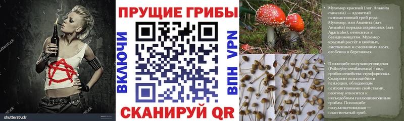 blacksprut ССЫЛКА  Нурлат  Псилоцибиновые грибы Psilocybine cubensis 